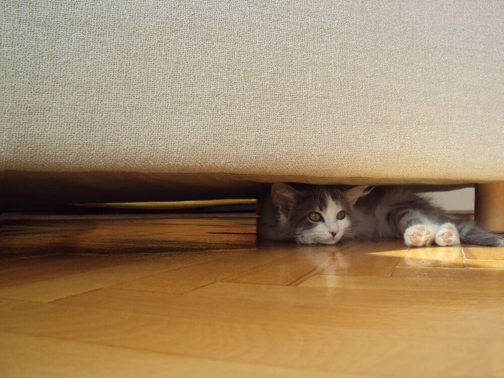 Por qué mi gato se esconde debajo de la cama | Blog FELIWAY